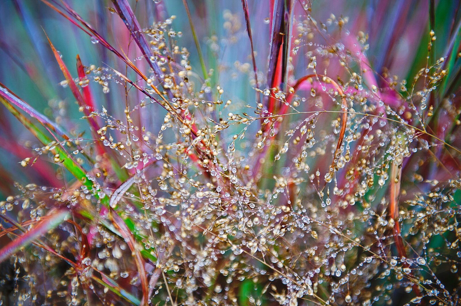 liz allen photography water droplets on grasses-2