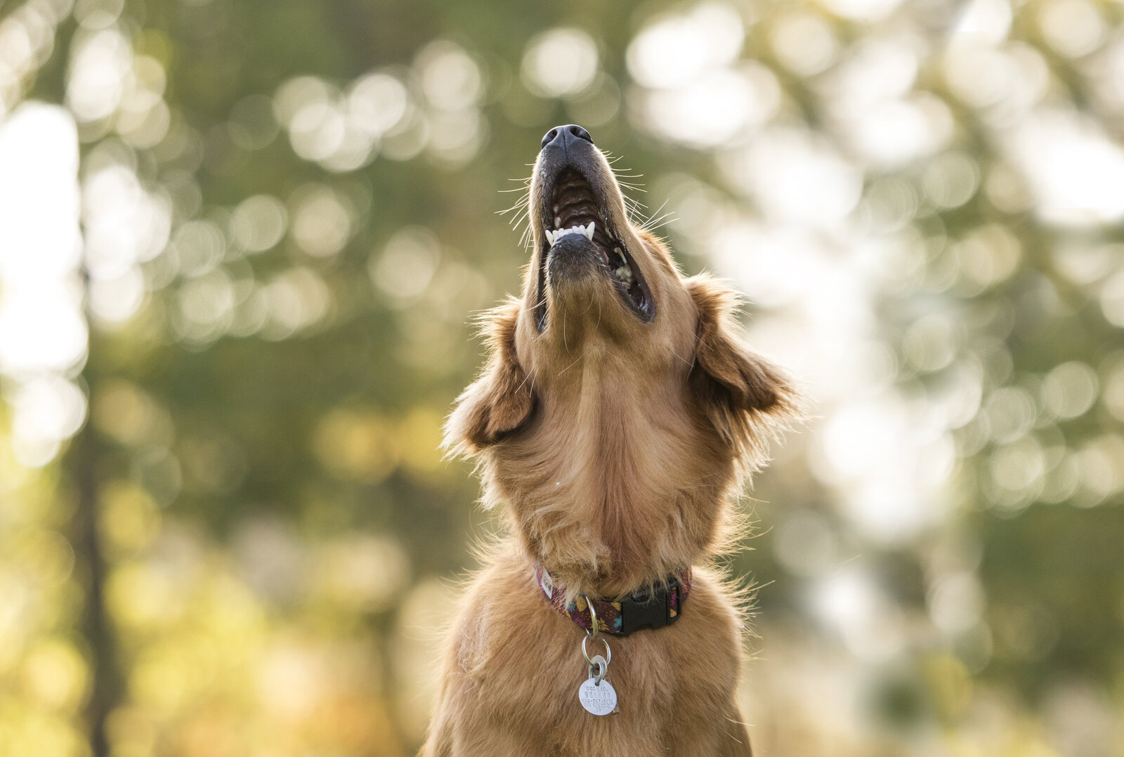 cute_dog_photos_2
