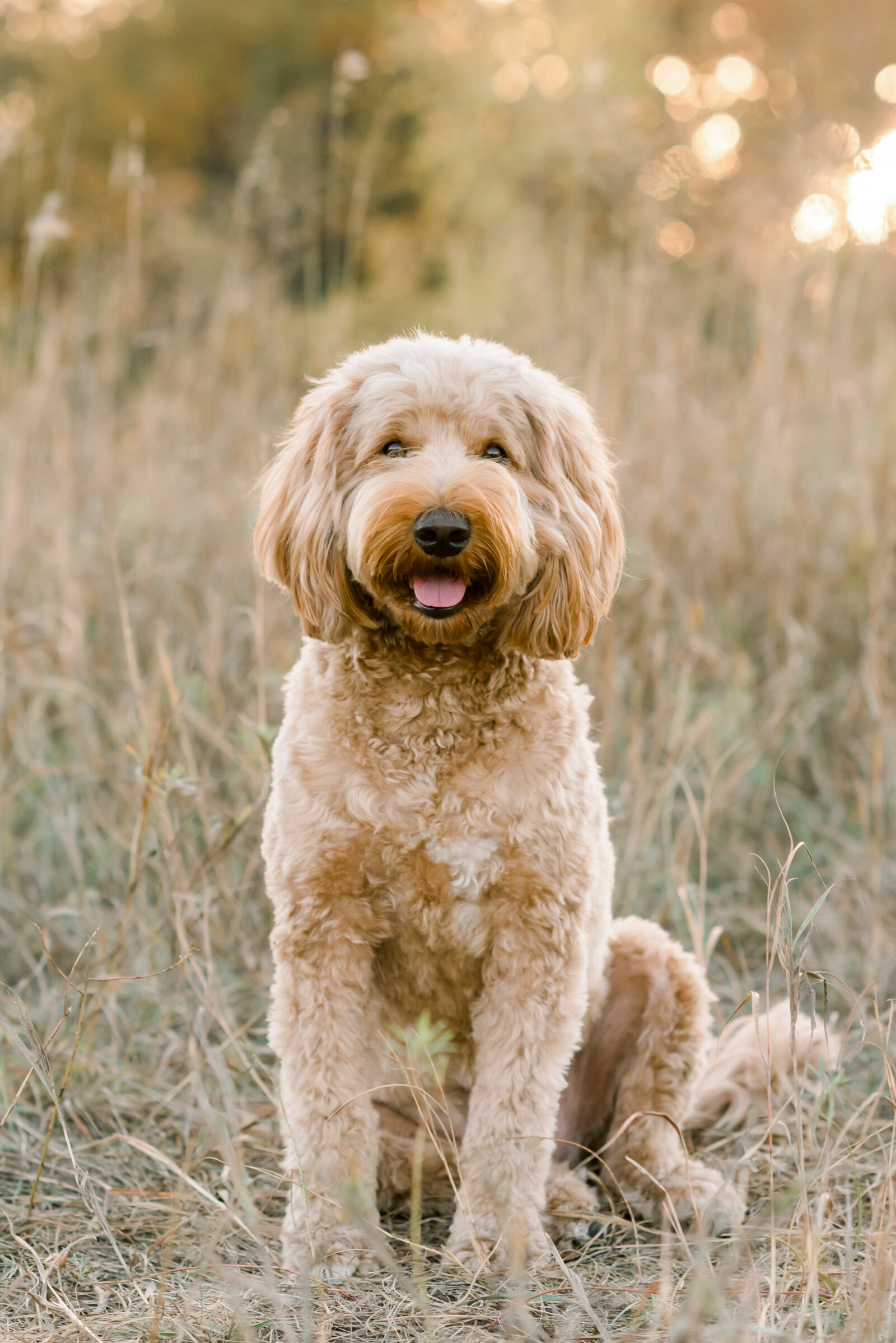 Goldendoodle Photo Session-12