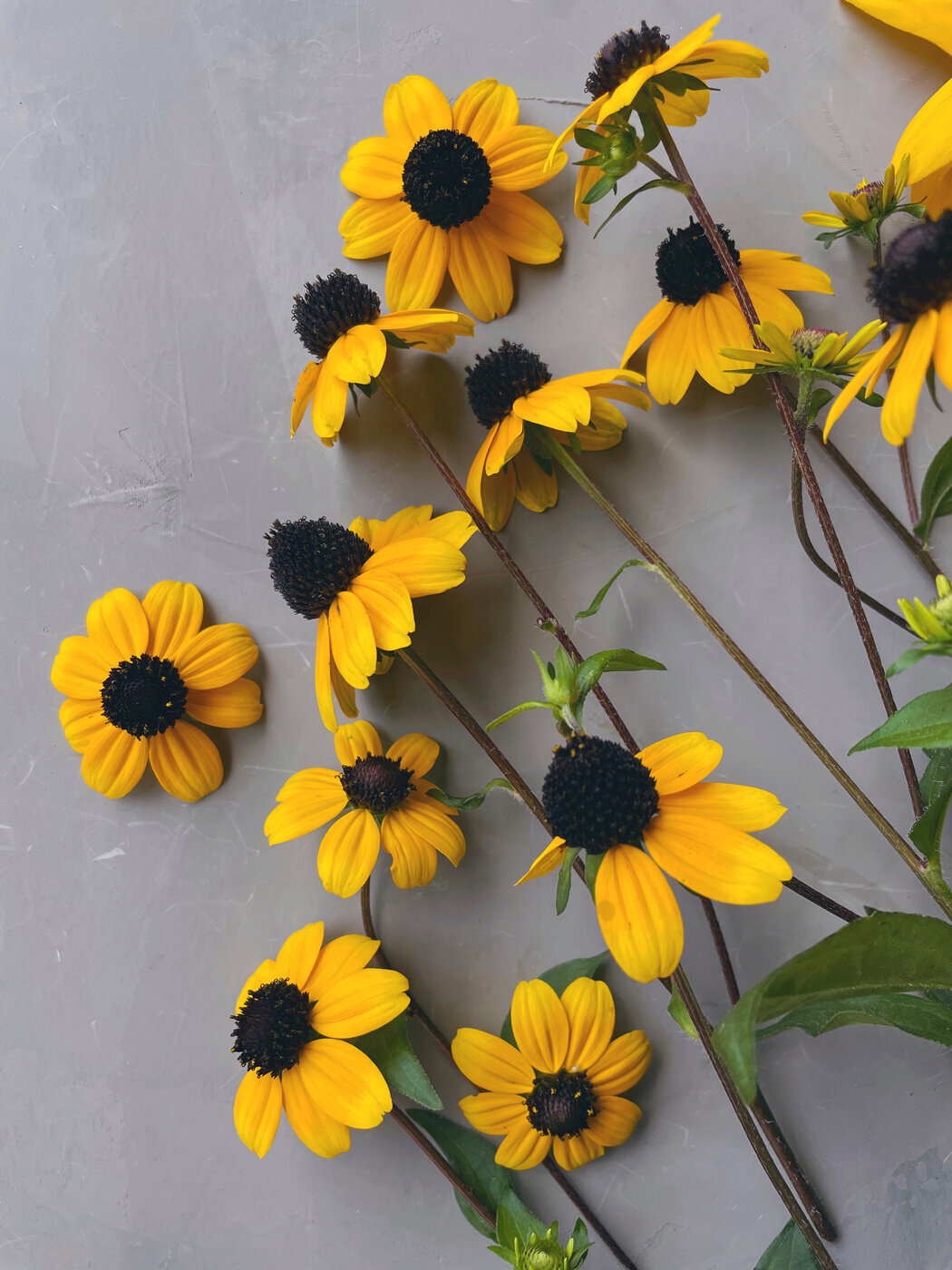 Rudbeckia-Sweet-Peas-Flower-Farm-04