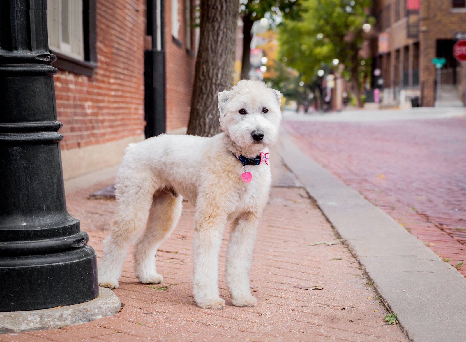 Karra Kostya Photo - Hounds Hashtag Headshots_0012