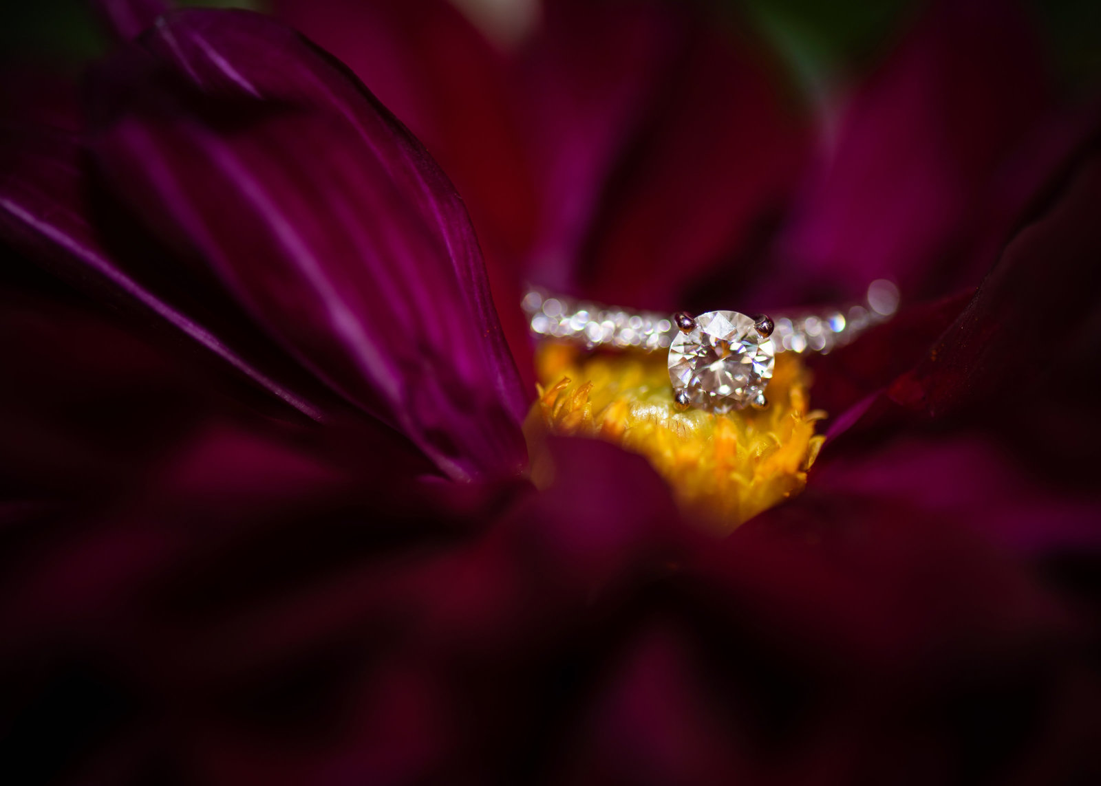 Diamond ring sitting in the center of a deep purple chrysanthemum.