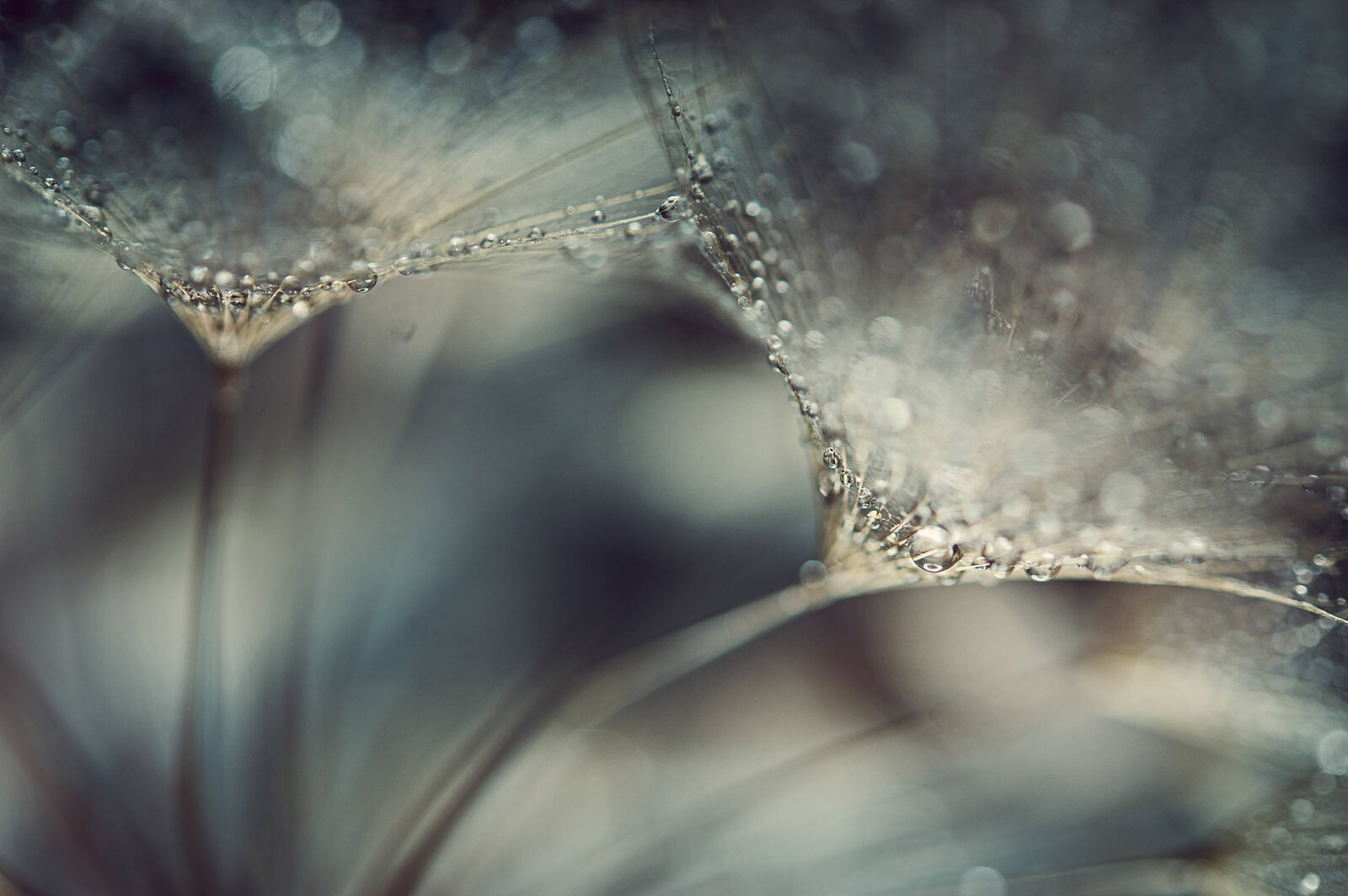 liz allen photography droplets on dandelion-6