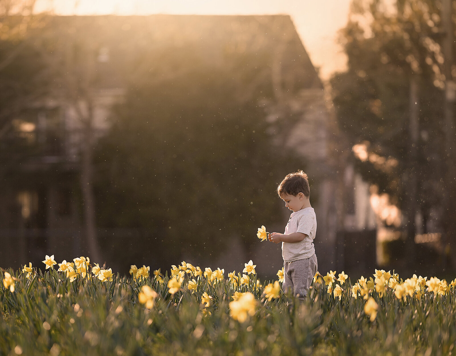 Child in a field of Daffodils in Norfolk by Iya Estrellado, a photographer