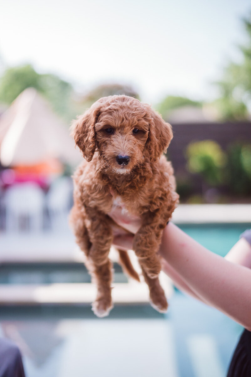 Red Apricot Abstract Poodle Puppy-3