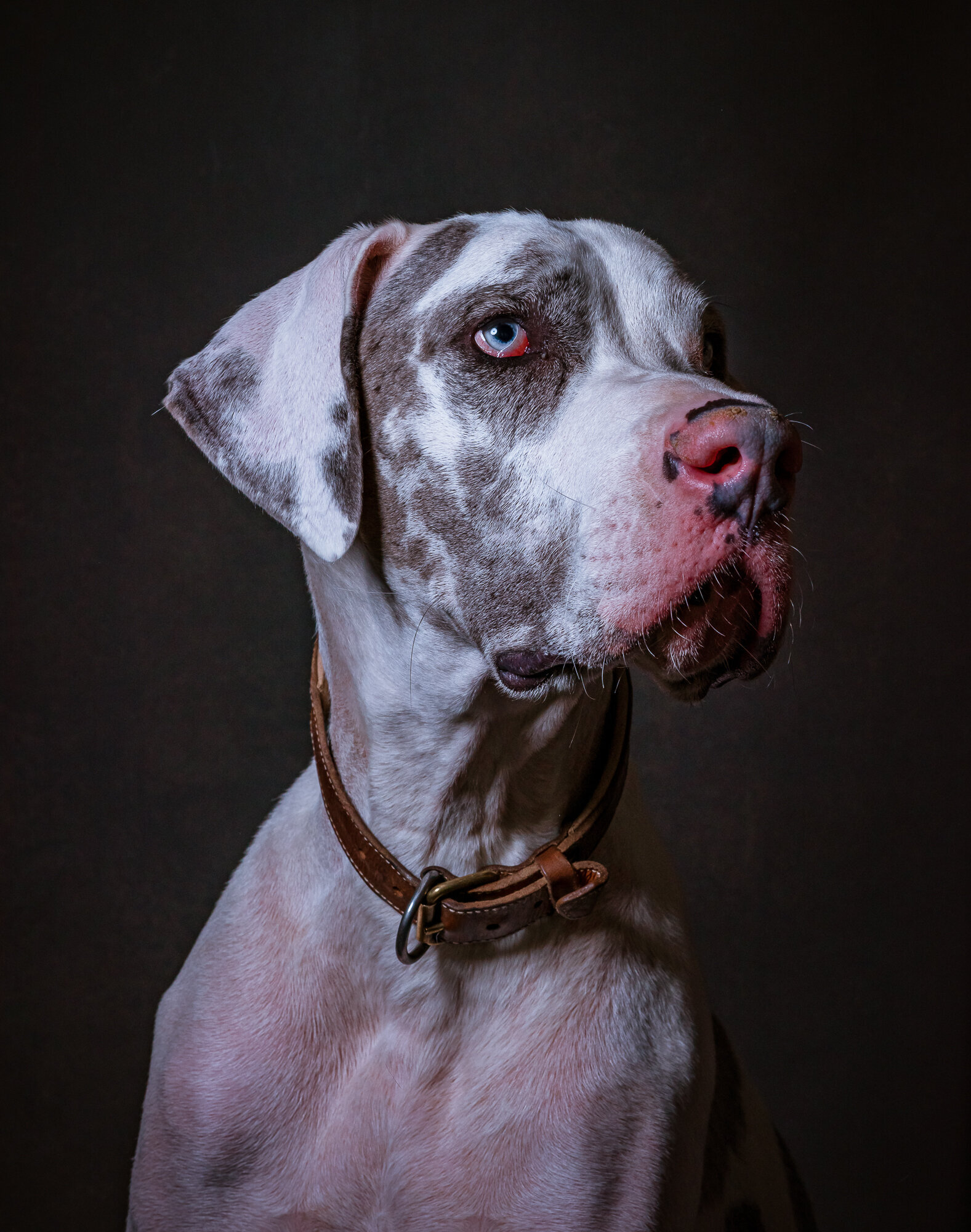 Blue the Great Dane | Corey Kennedy Photography