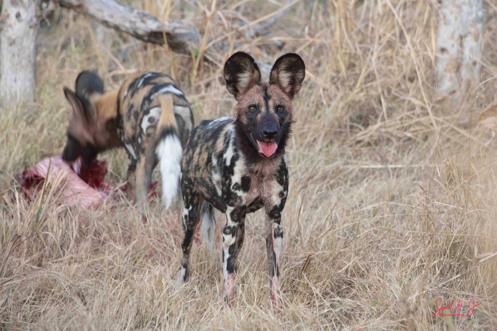 2022 Wild Dog