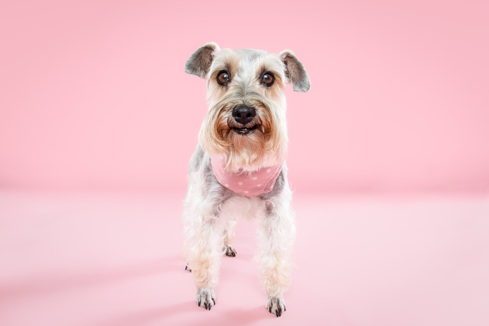 The Beloved Pup Photo Studio - Birmingham, Alabama Commercial Dog Photographer 31