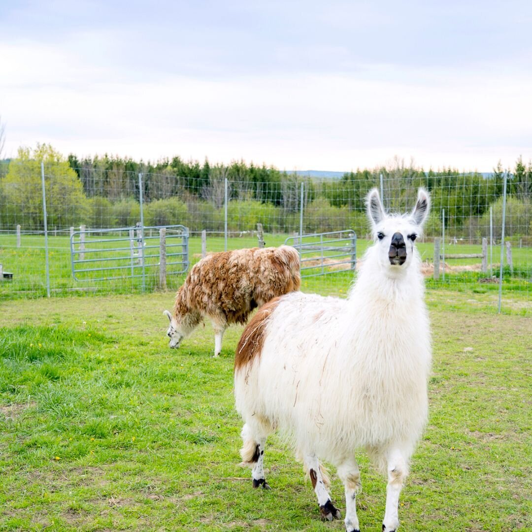 Alpaca and Llama Experience located in the Blue Mountains