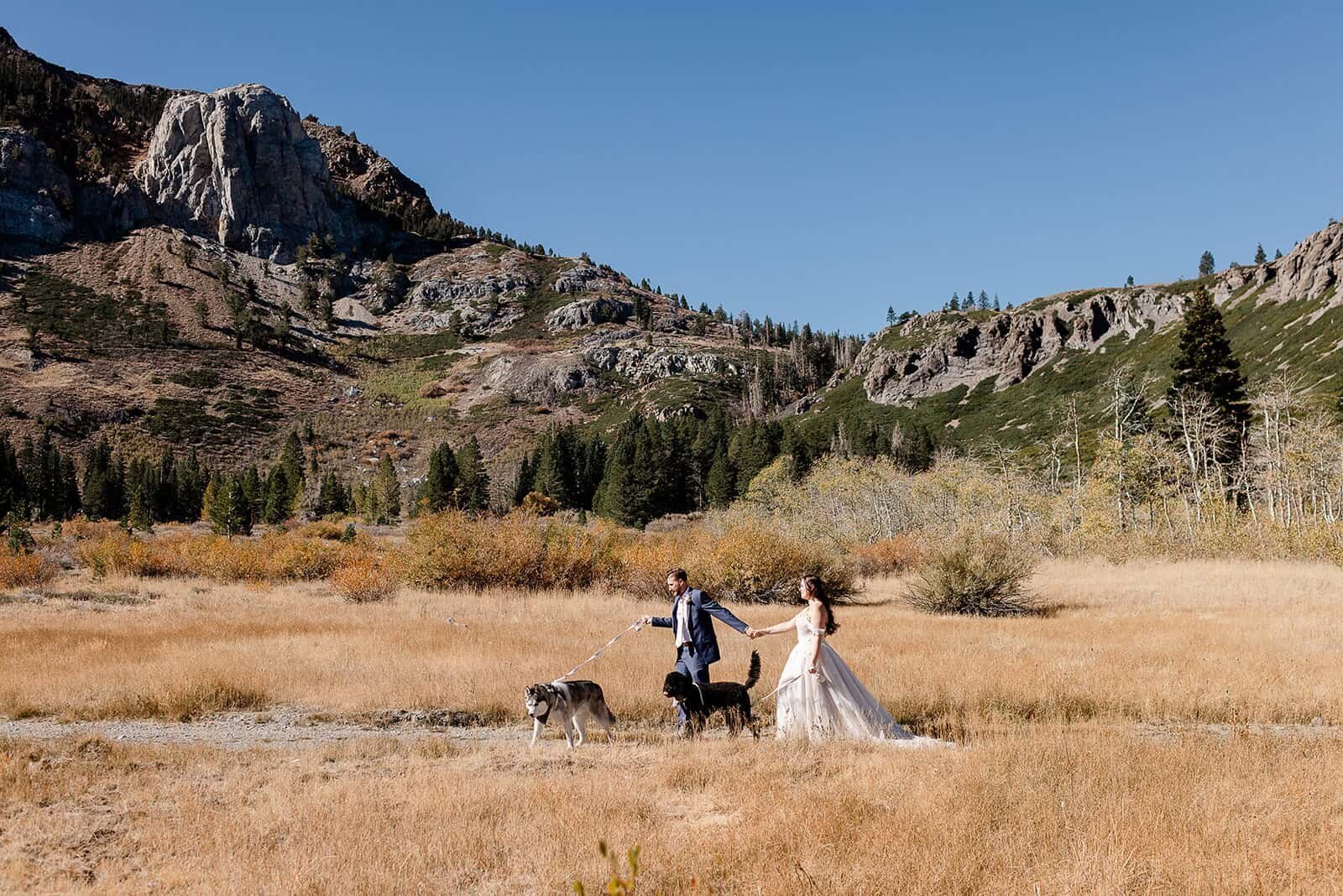 A bride and groom take their dogs for a walk in the mountains while on their mammoth wedding day. 