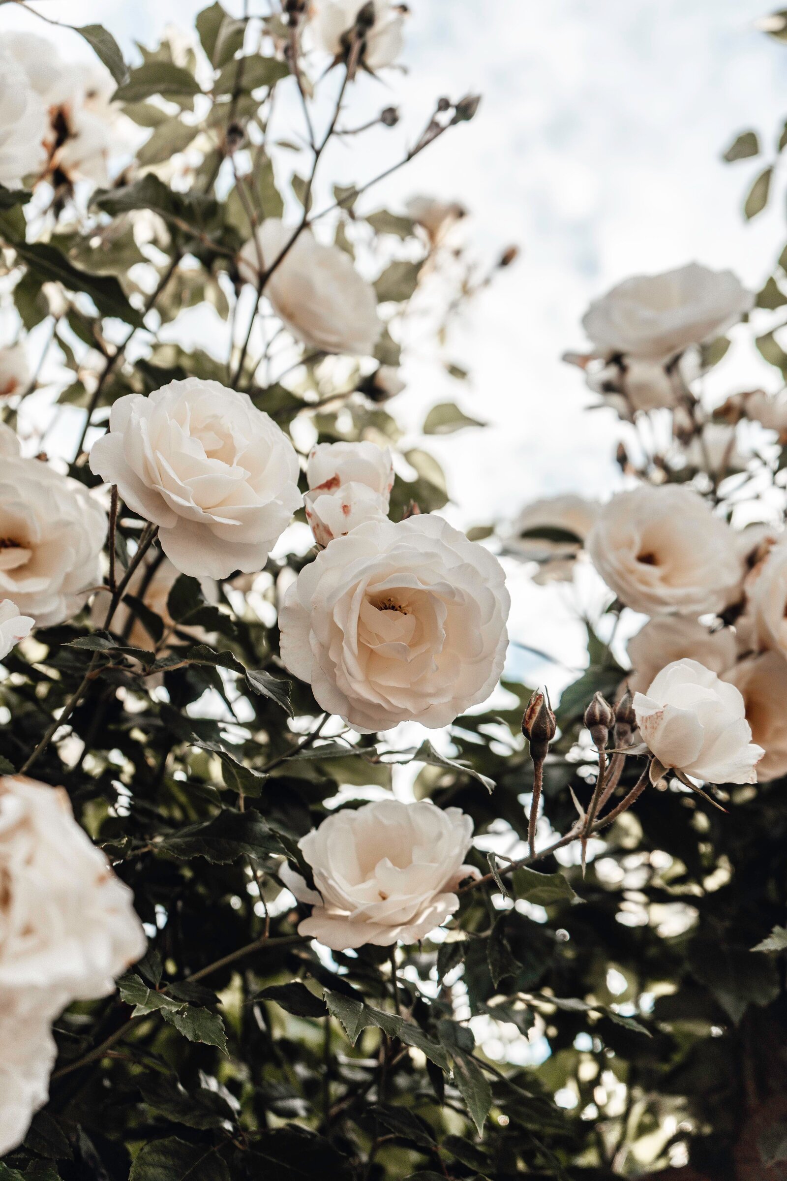white english garden roses