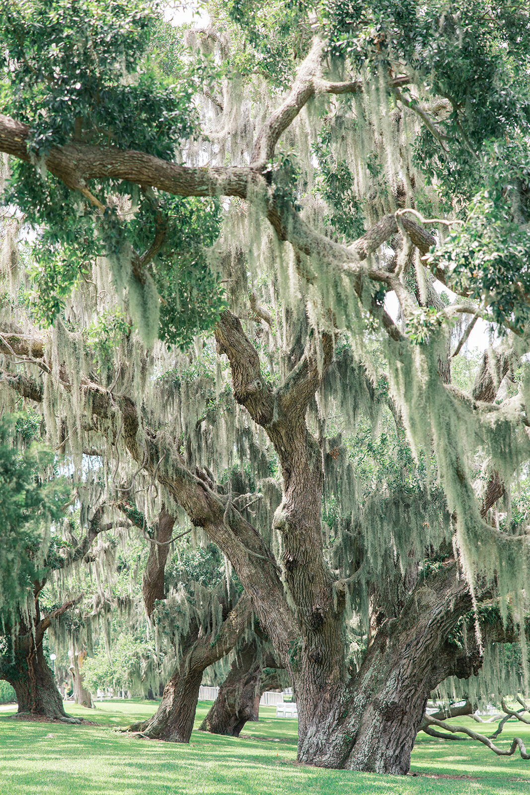 Moss hanging down oak trees in jekyll island club resort wedding