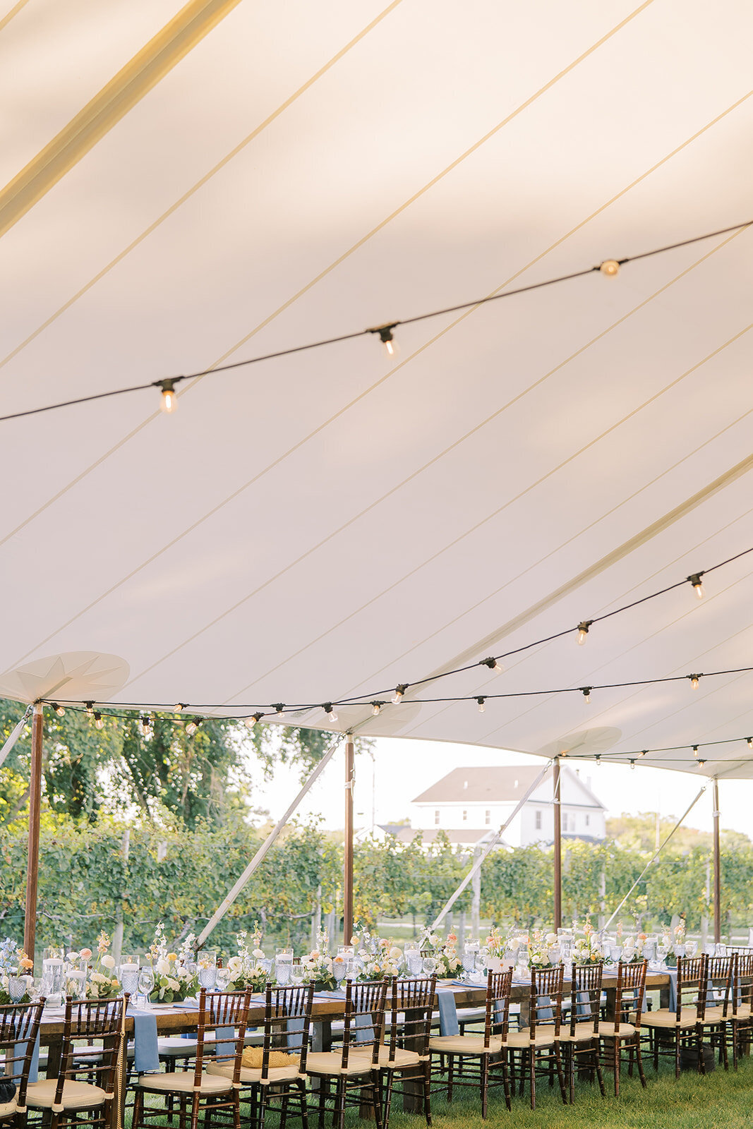 rachelpearlmanphotography_carlinivalis-1109