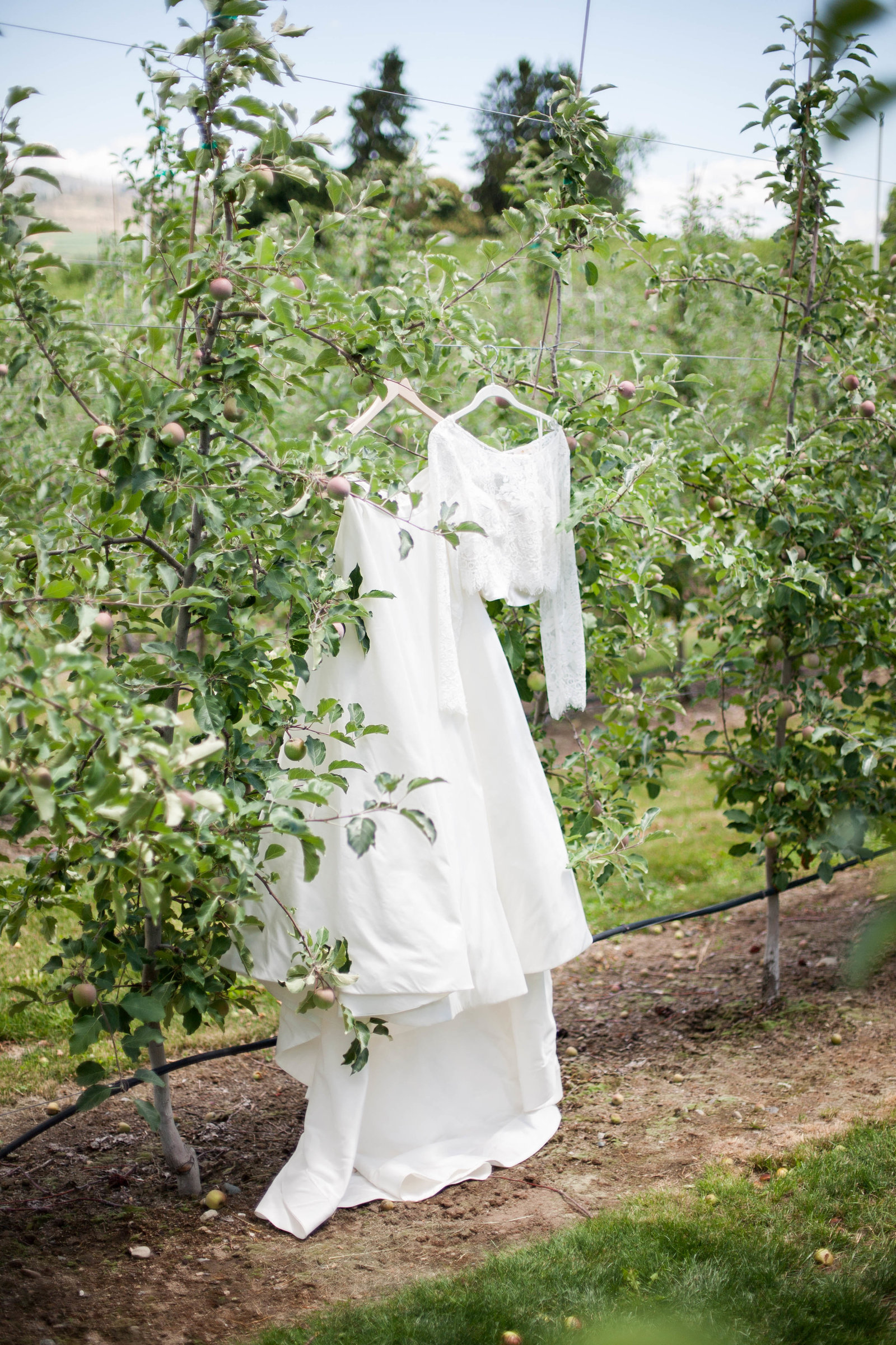 A wedding dress hanging in an orchard.