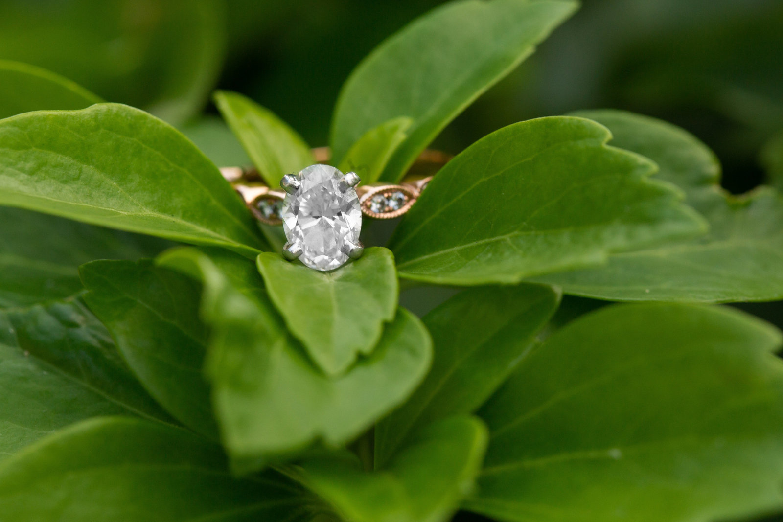 StephJasonEngage-118