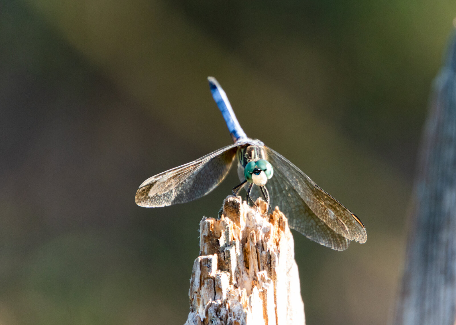 dragonfly on wood post