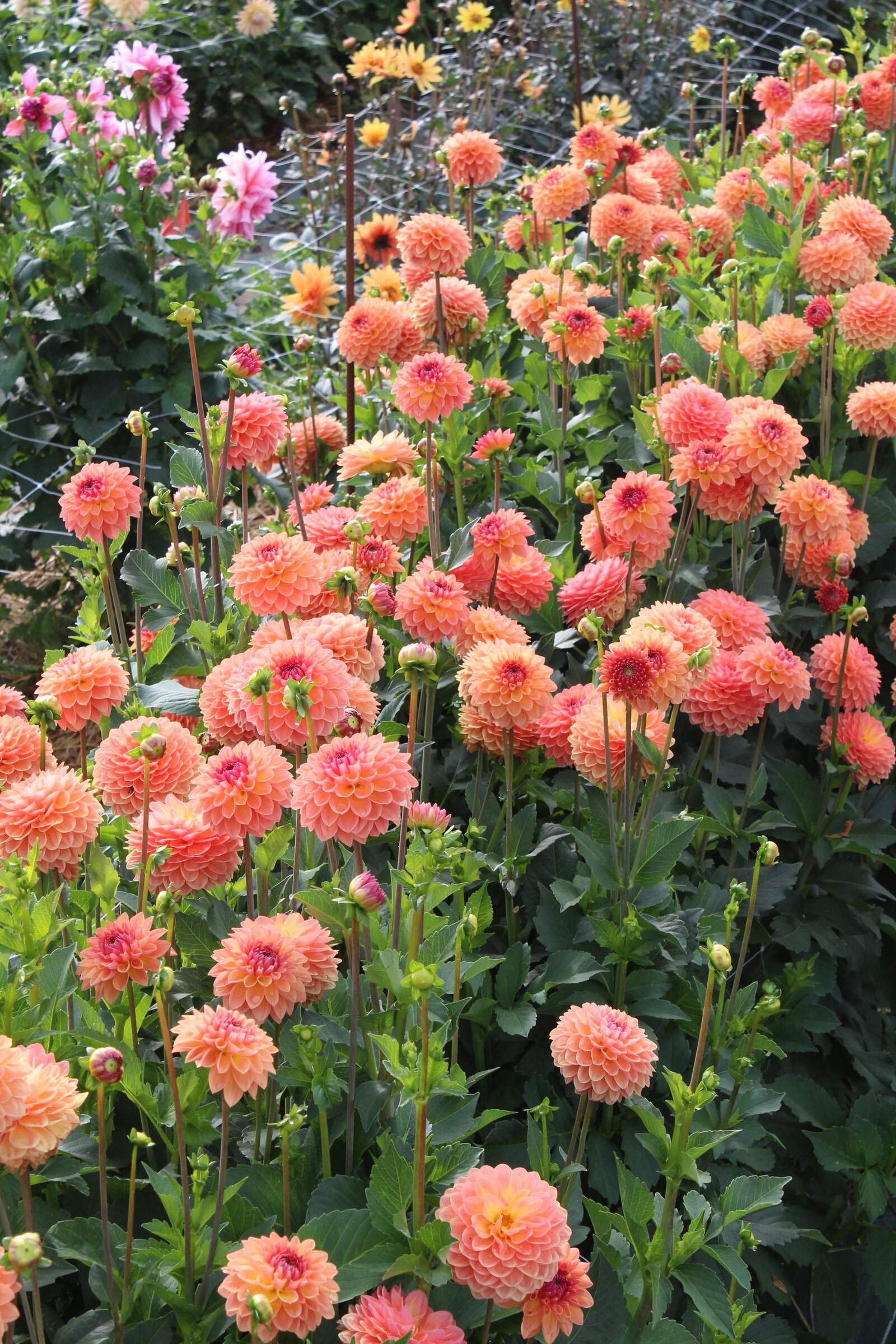 classesflorale_worshop_fermeflorale_21