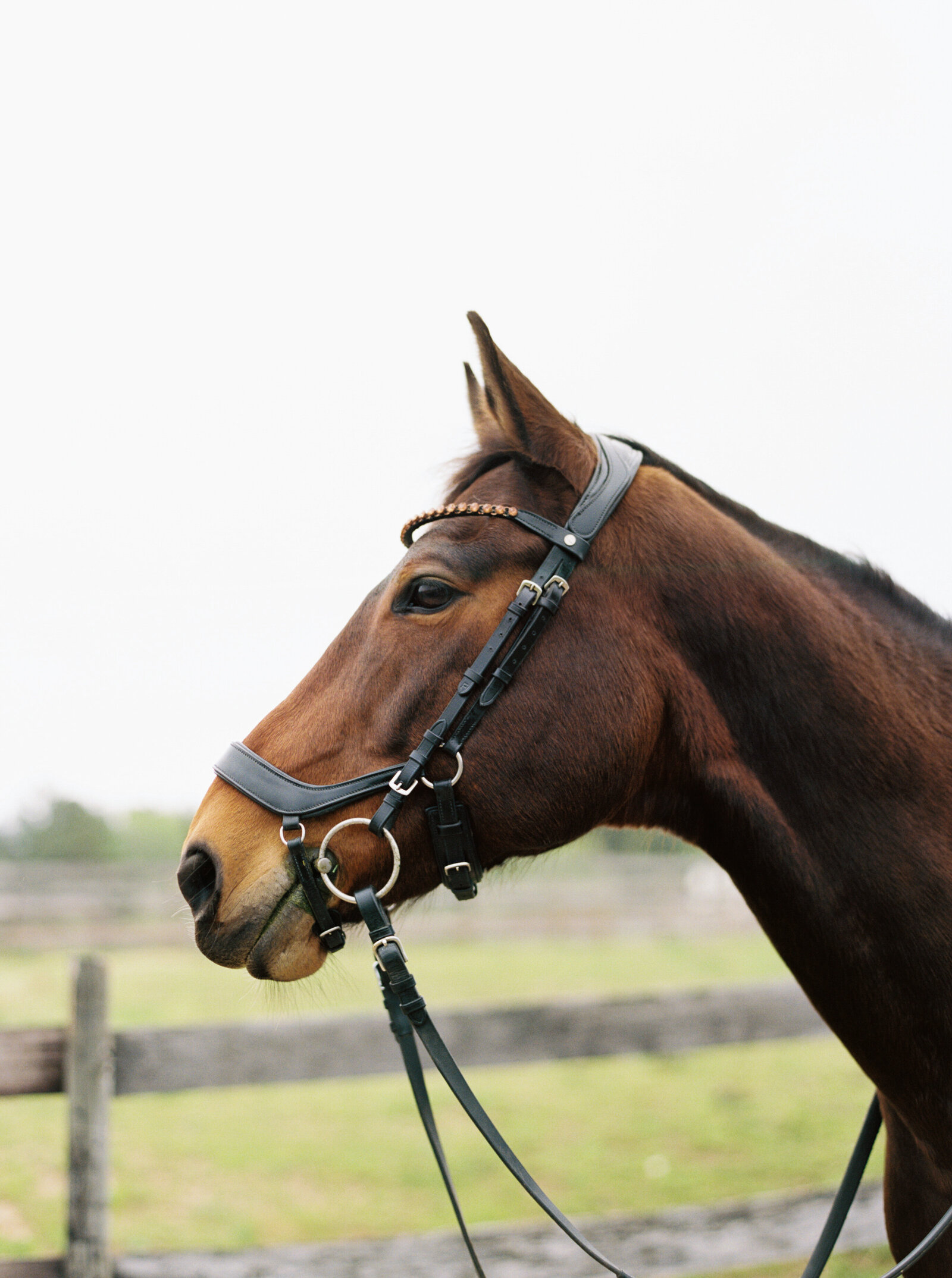 nc-equestrian-photographer-daniellejamesstudios-3