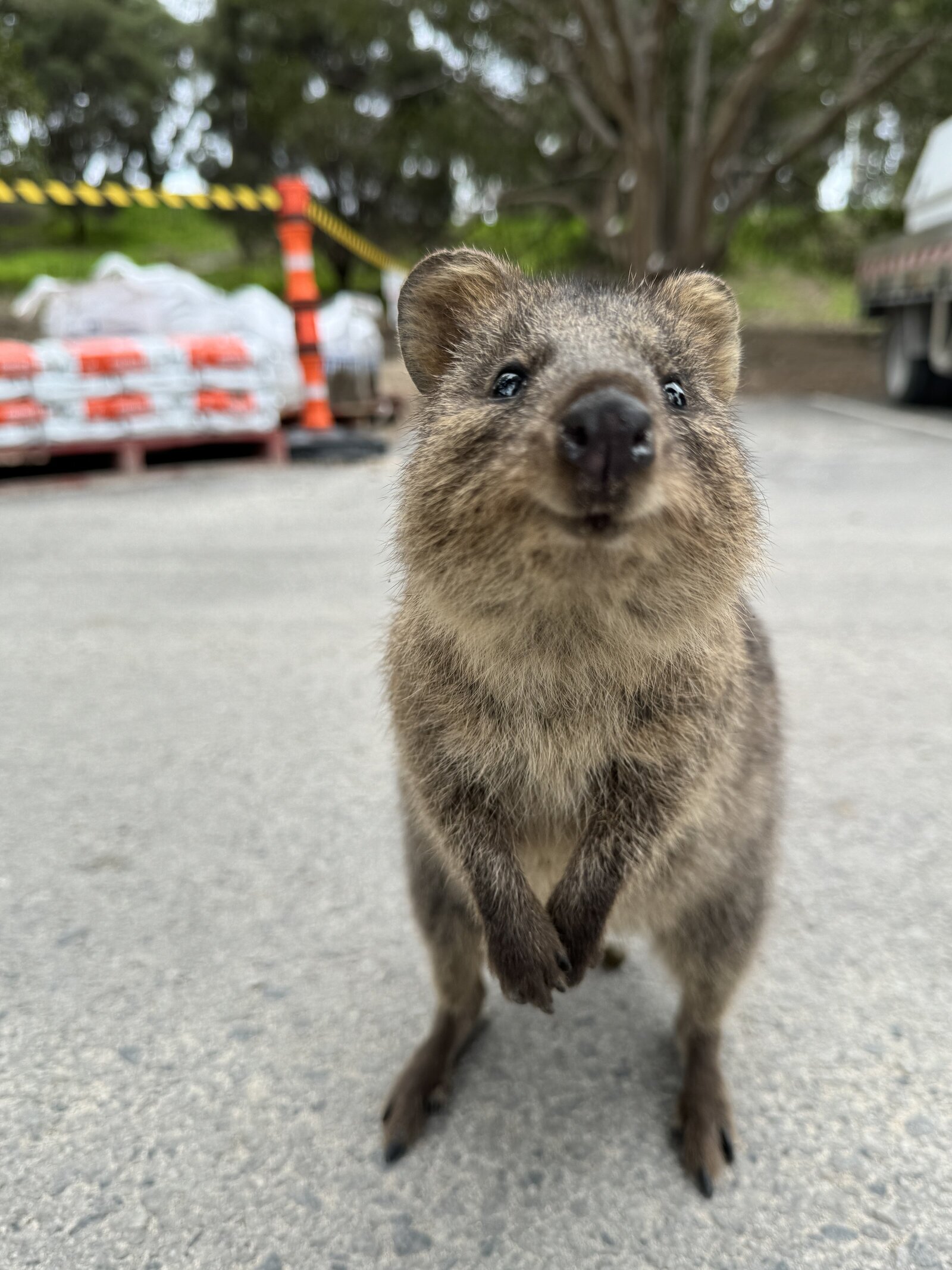 quokka