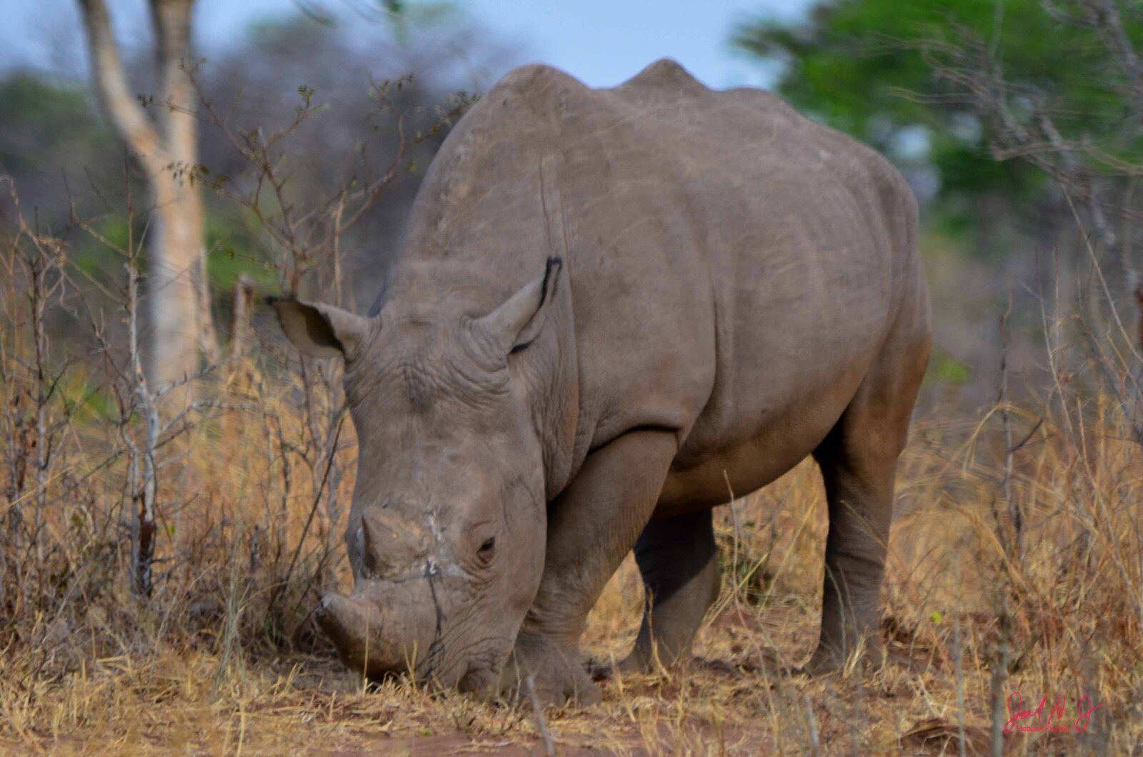2013 Rhino (4)