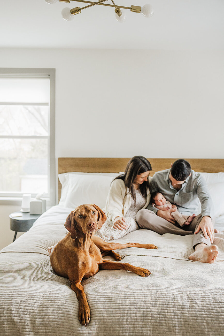 dog lays on bed and looks at camera while parents snuggle new baby