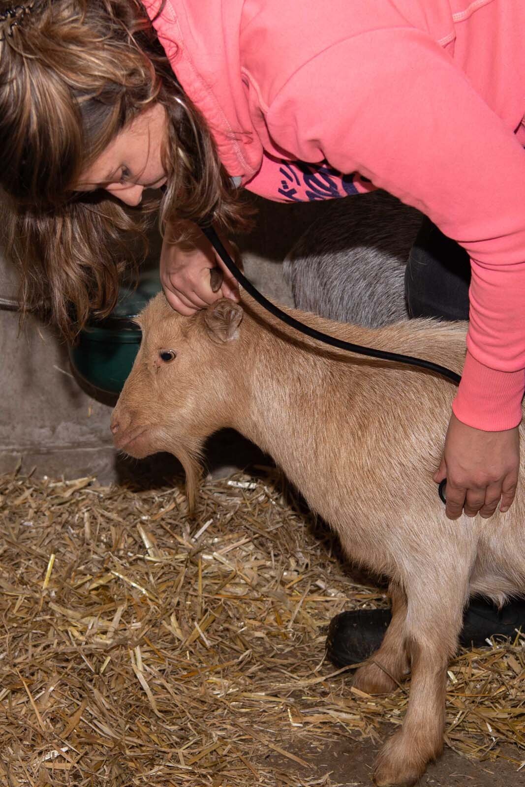 Dasivet Dierenartsen: dierenarts Laakdal voor herkauwers