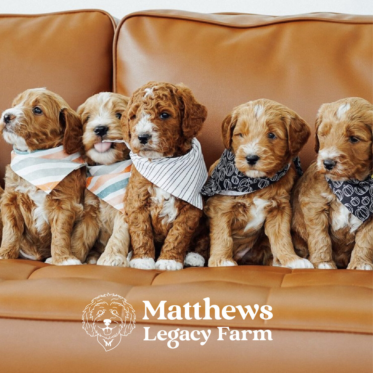 Matthews Legacy Farm- Brand Launch FEED-07