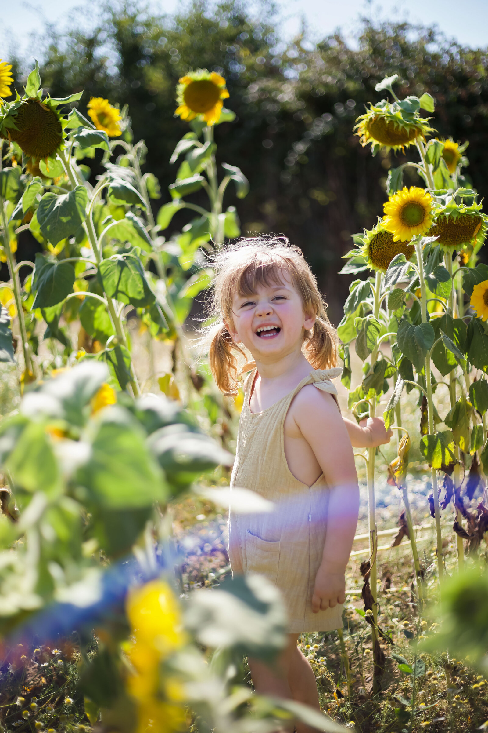 Sunflowers961406