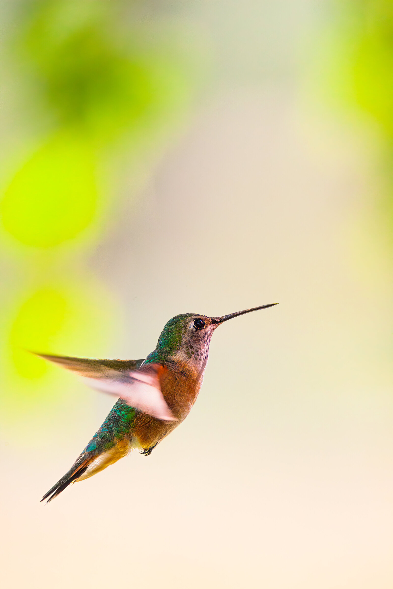 2017-05-28-1622-hummingbird-swan-valley-Edit