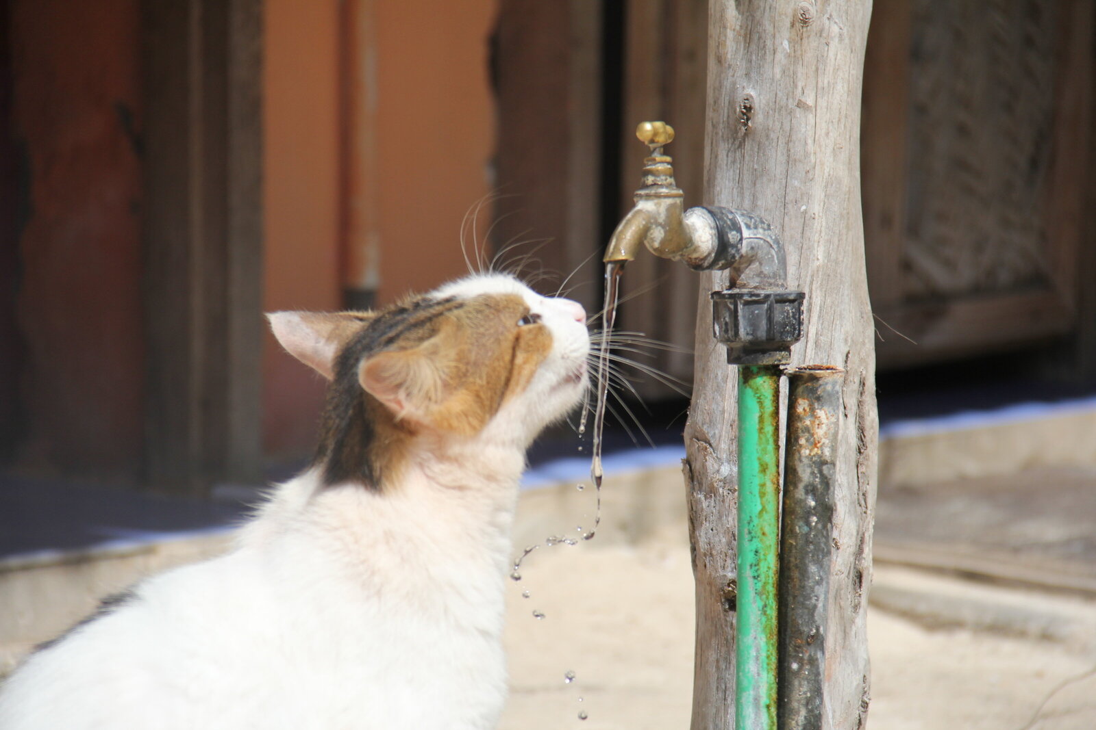 Cat drinking water -Zanzibar 