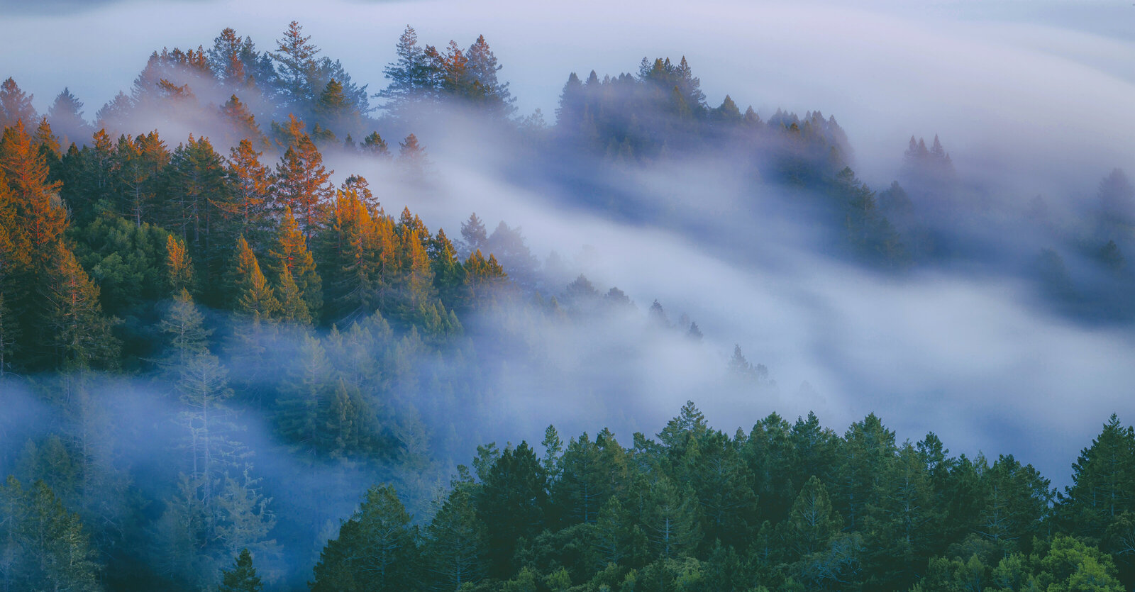Rolling fog through California trees.