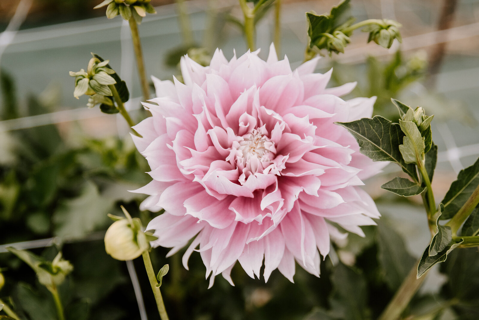 classesflorale_worshop_fermeflorale_8