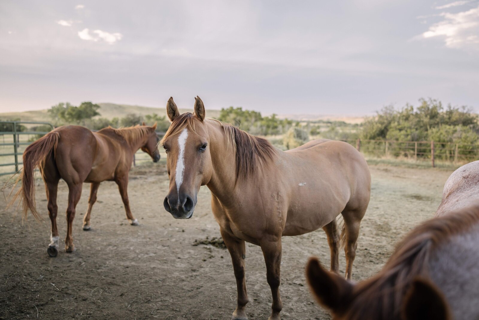 horses at Wyoming wedding