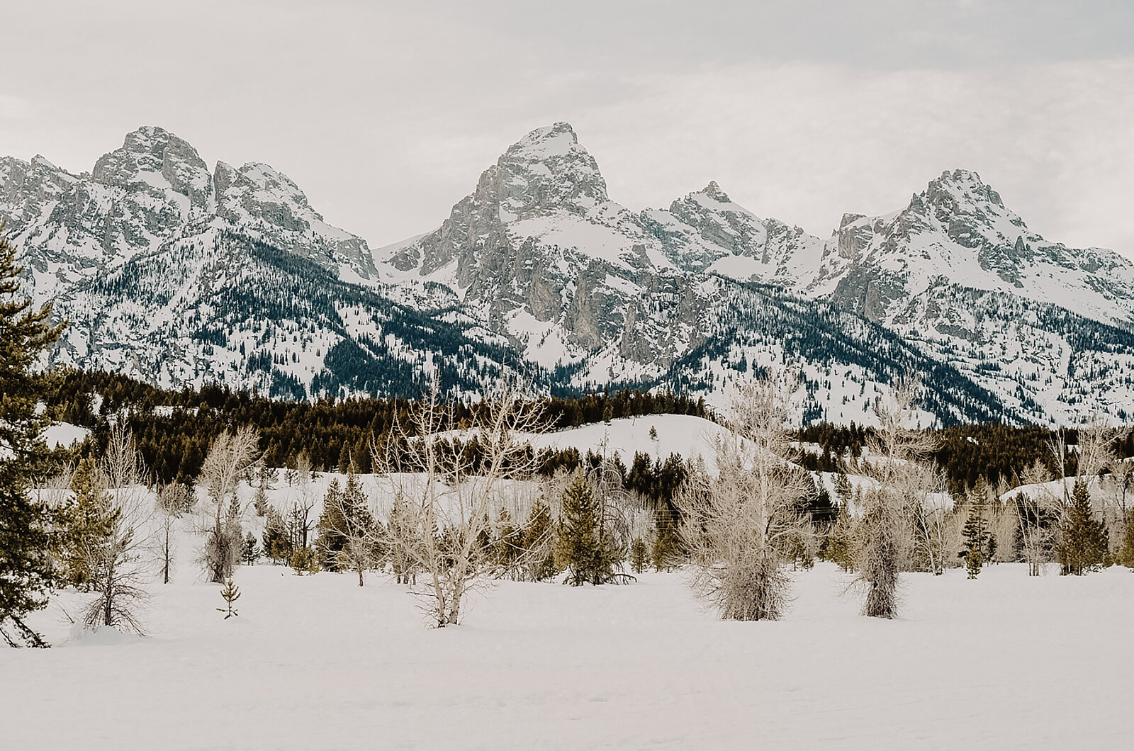 Grand Teton winter wedding with snow covering the mountains, pine tree forest and sage brush