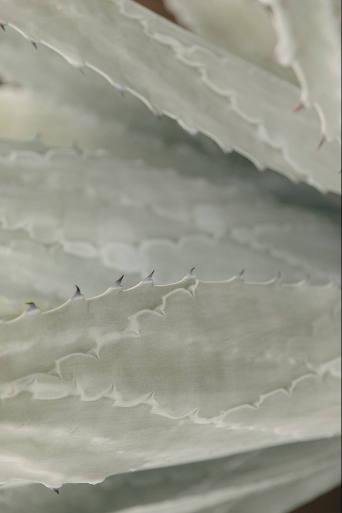 delacastro2022_9346-TG95m