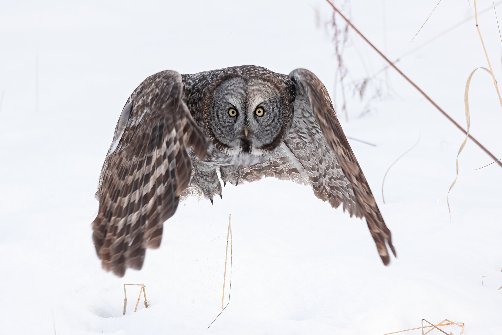 2022-12-29_Y3A9457-great-gray-owl
