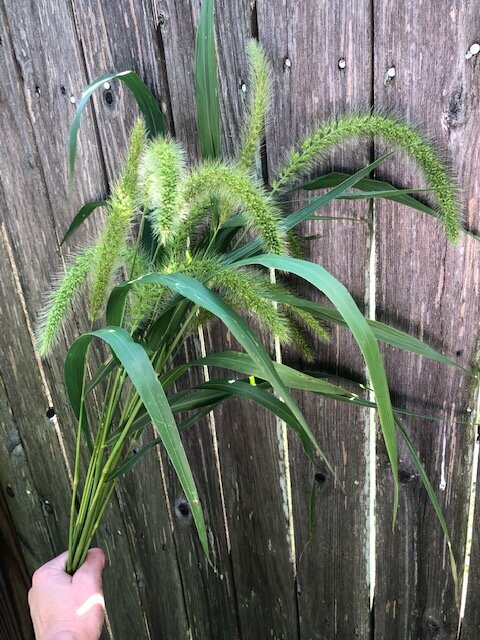 QBR Foxtail Grass