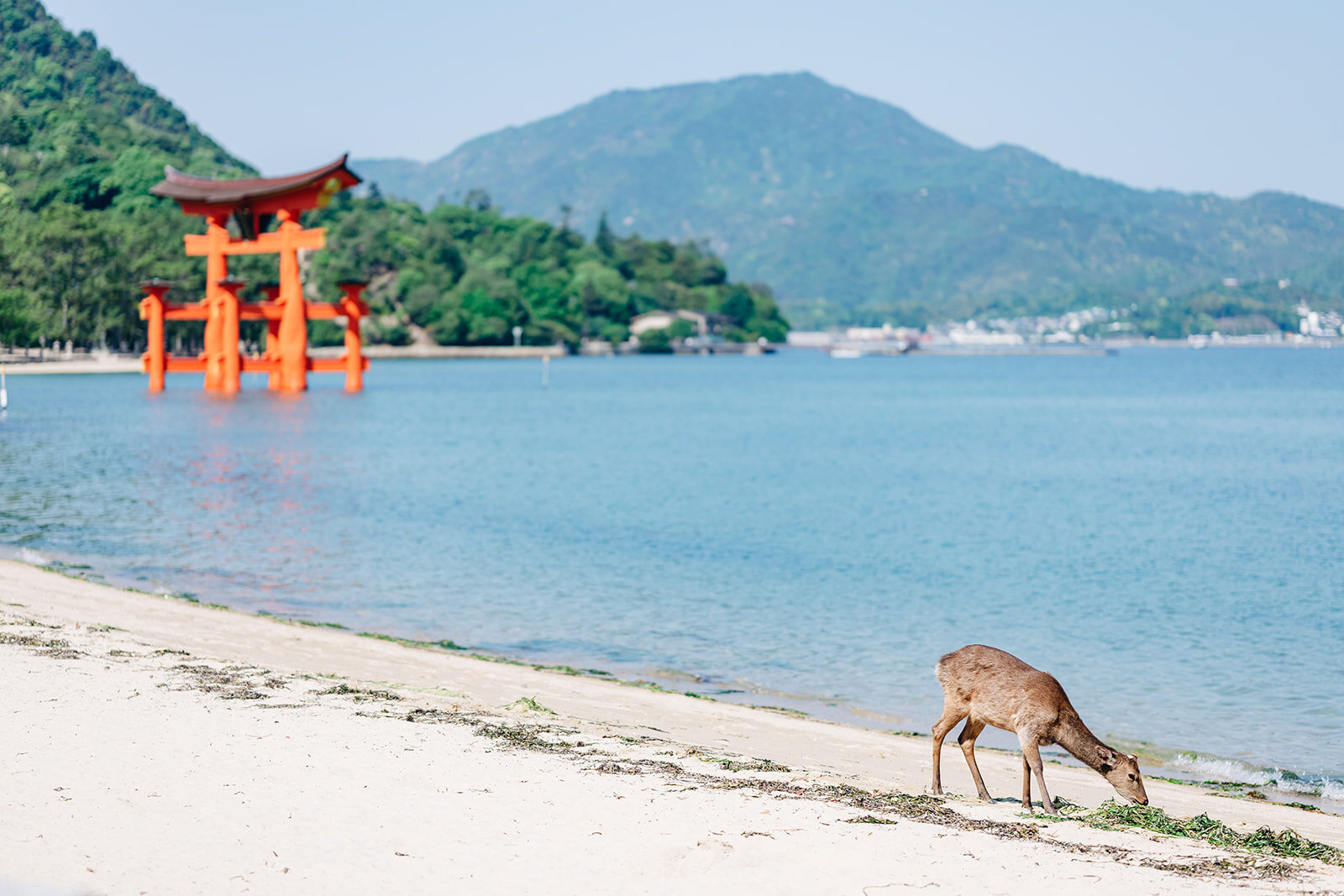 MorganeBallPhotography-Voyage-Japon-04-Miyajima-13-4975_websize