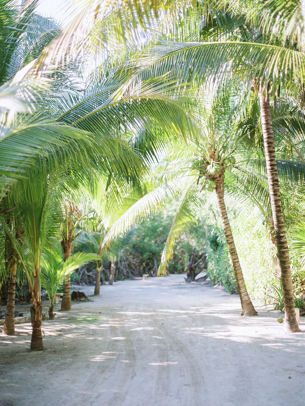 Palm trees lining a path at at Hotel Esencia in Tulum Mexico
