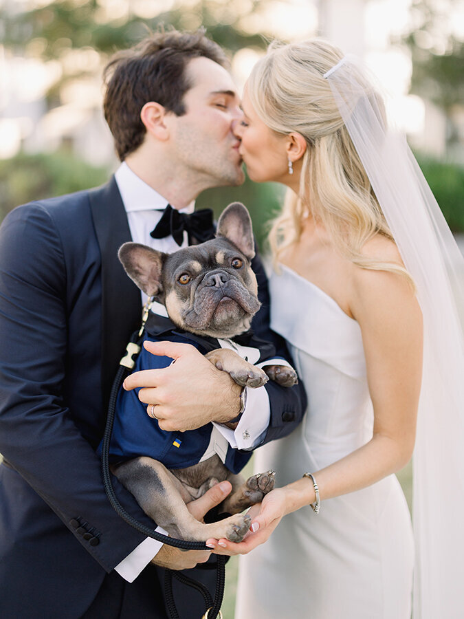 French Bulldog Wedding Portraits