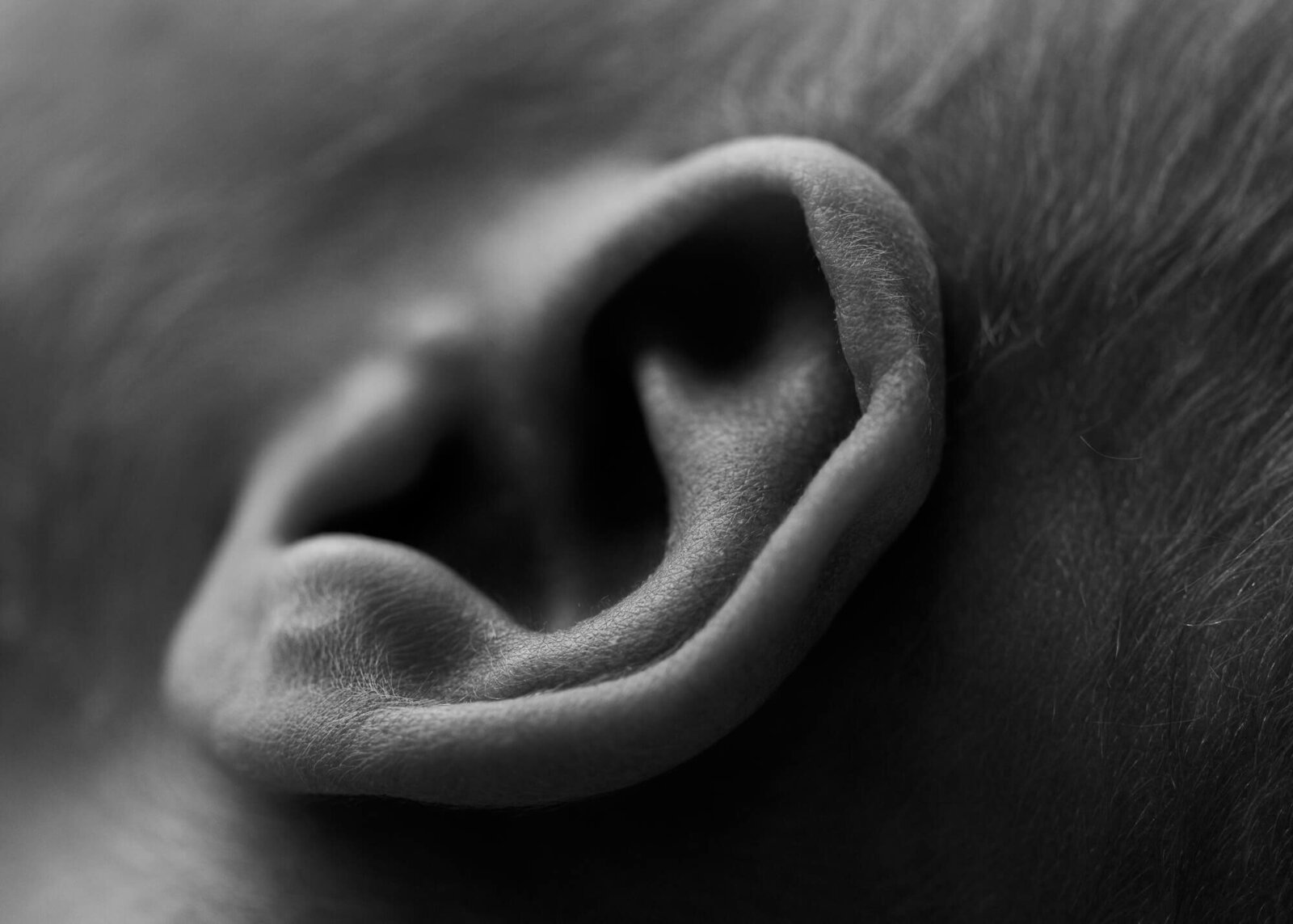 close-up black and white image of baby ear