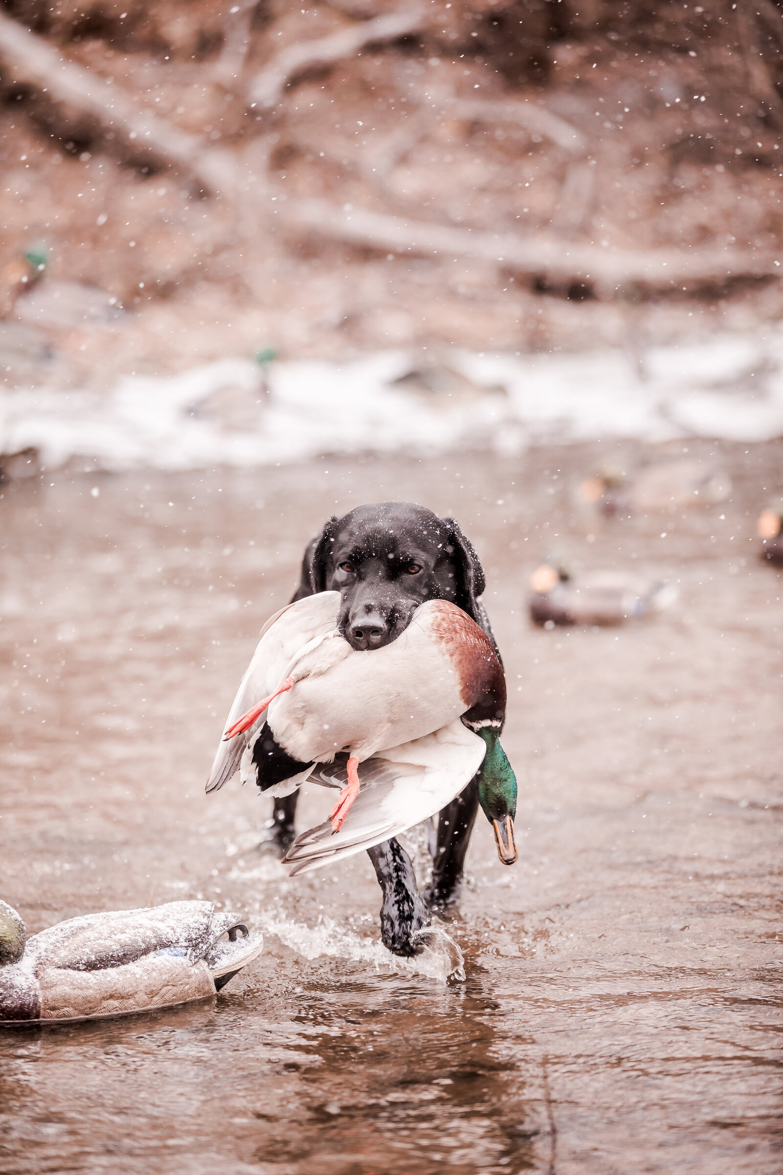 Fowl Plains Central Kansas waterfowl outfitter0027