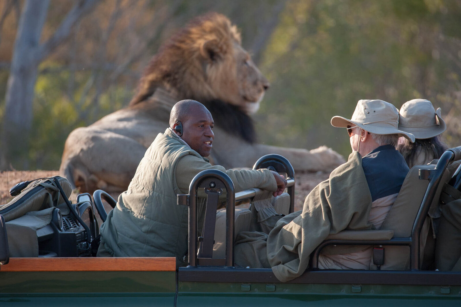 Royal Malewane - Game Drive_Lion