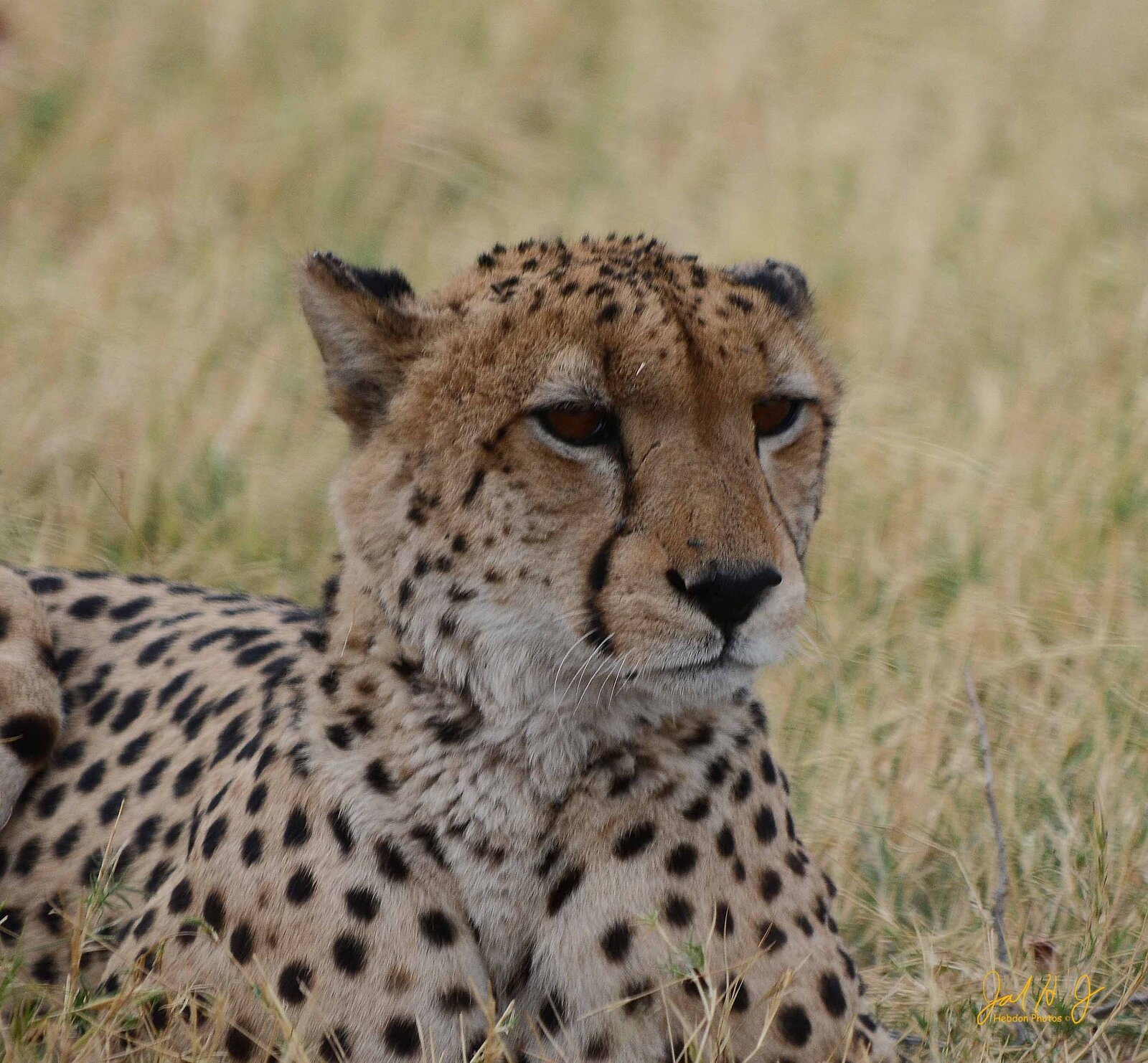 2013 Cheeta