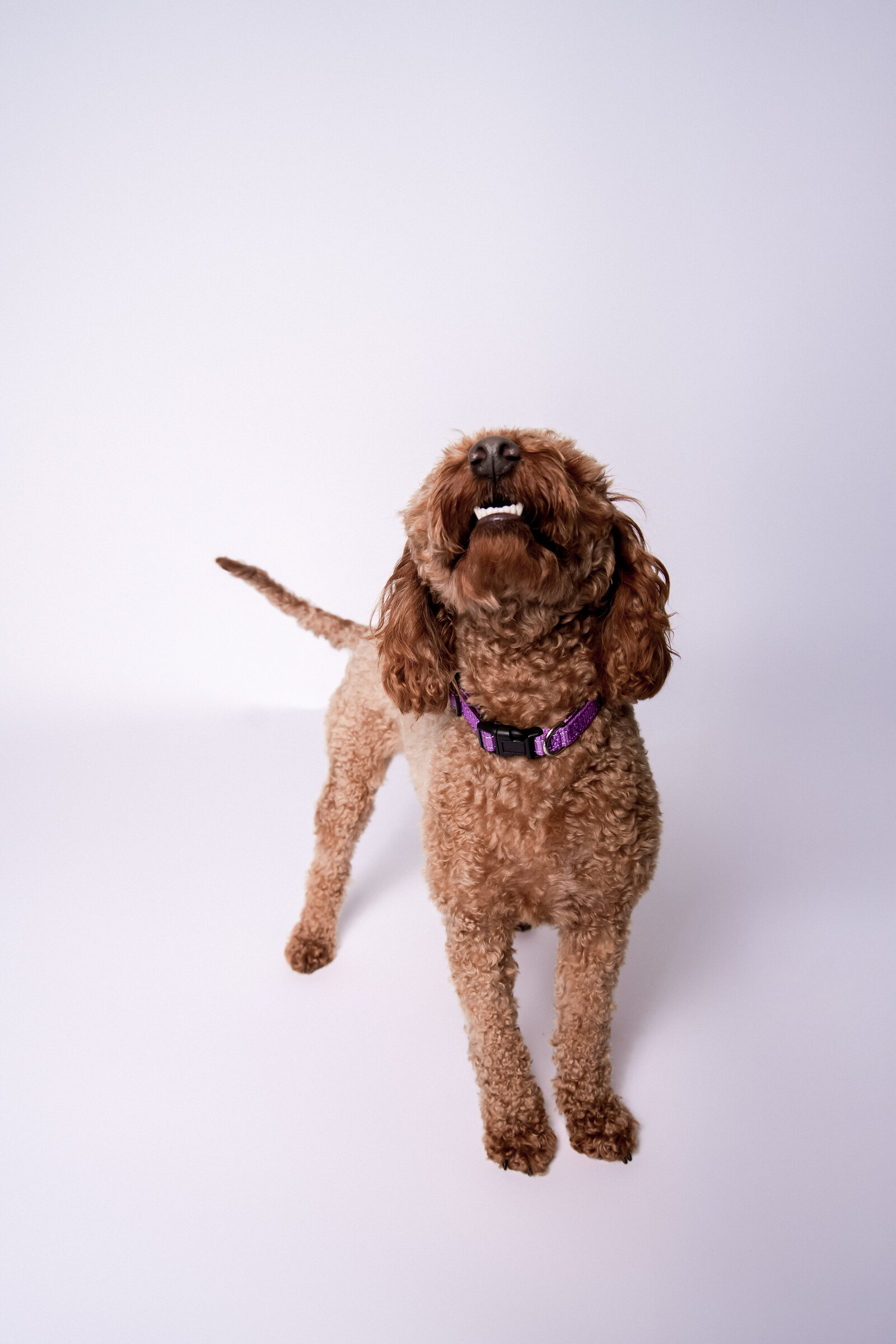 Doggy Casting Call-(12 of 104)