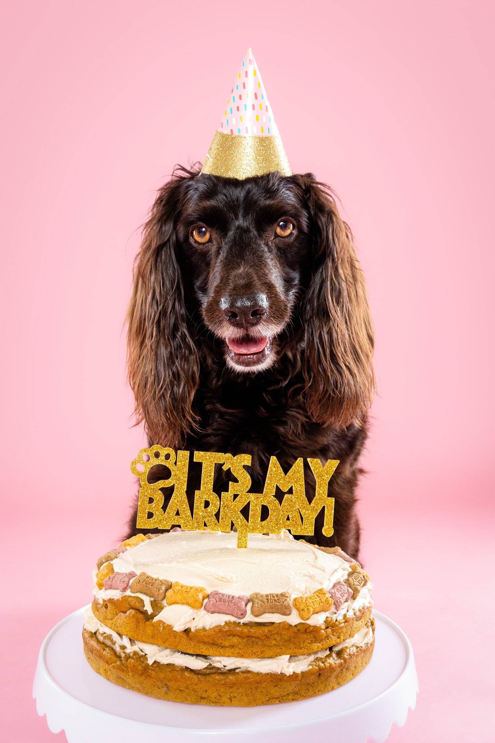 The Beloved Pup Photo Studio - Birmingham, Alabama Commercial Dog Photographer 33