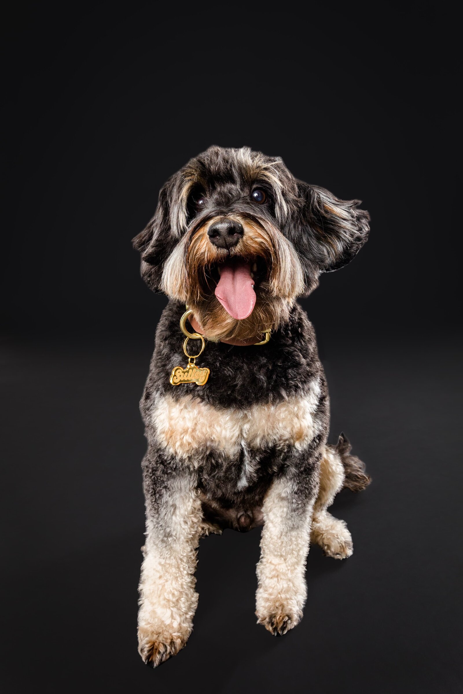 The Beloved Pup Photo Studio - Birmingham, Alabama Commercial Dog Photographer 64
