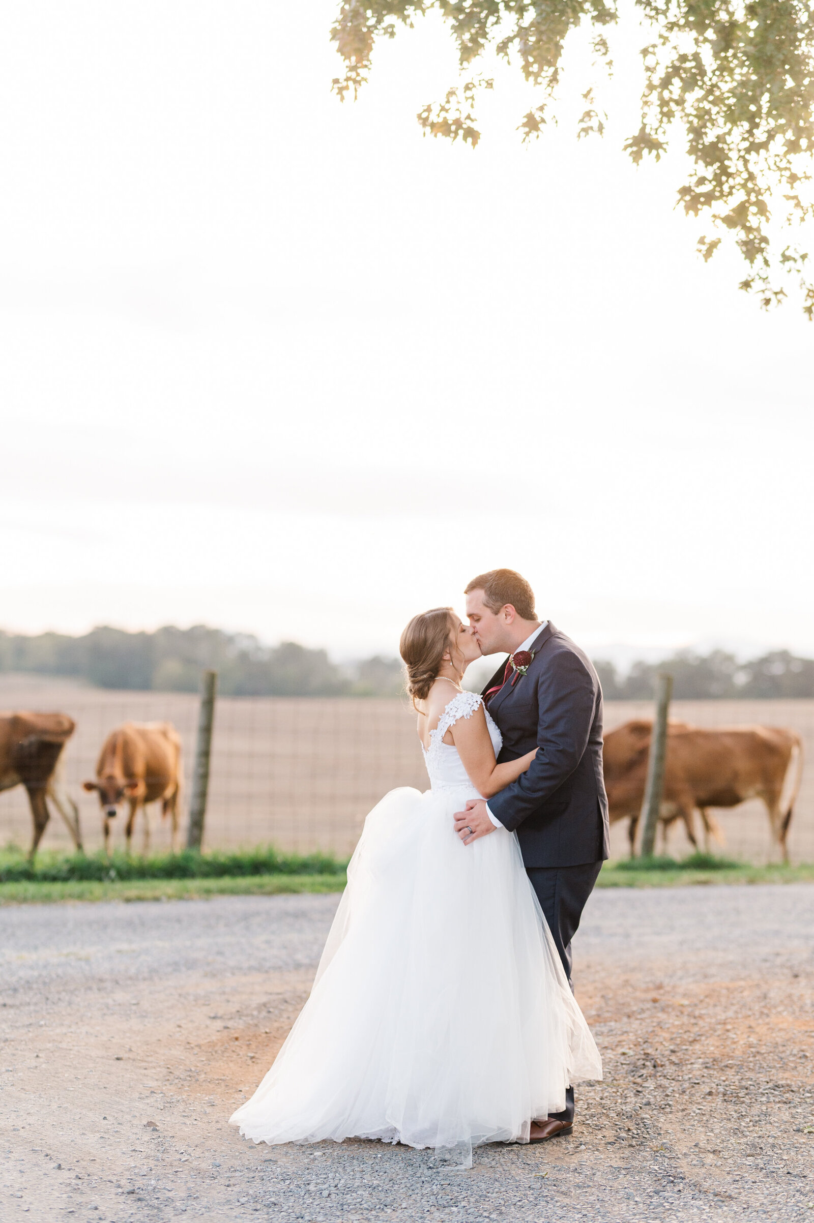 Wedding portrait taken in front of the cows and livestock at Sunny Slope Farm in Harrisonburg Virginia