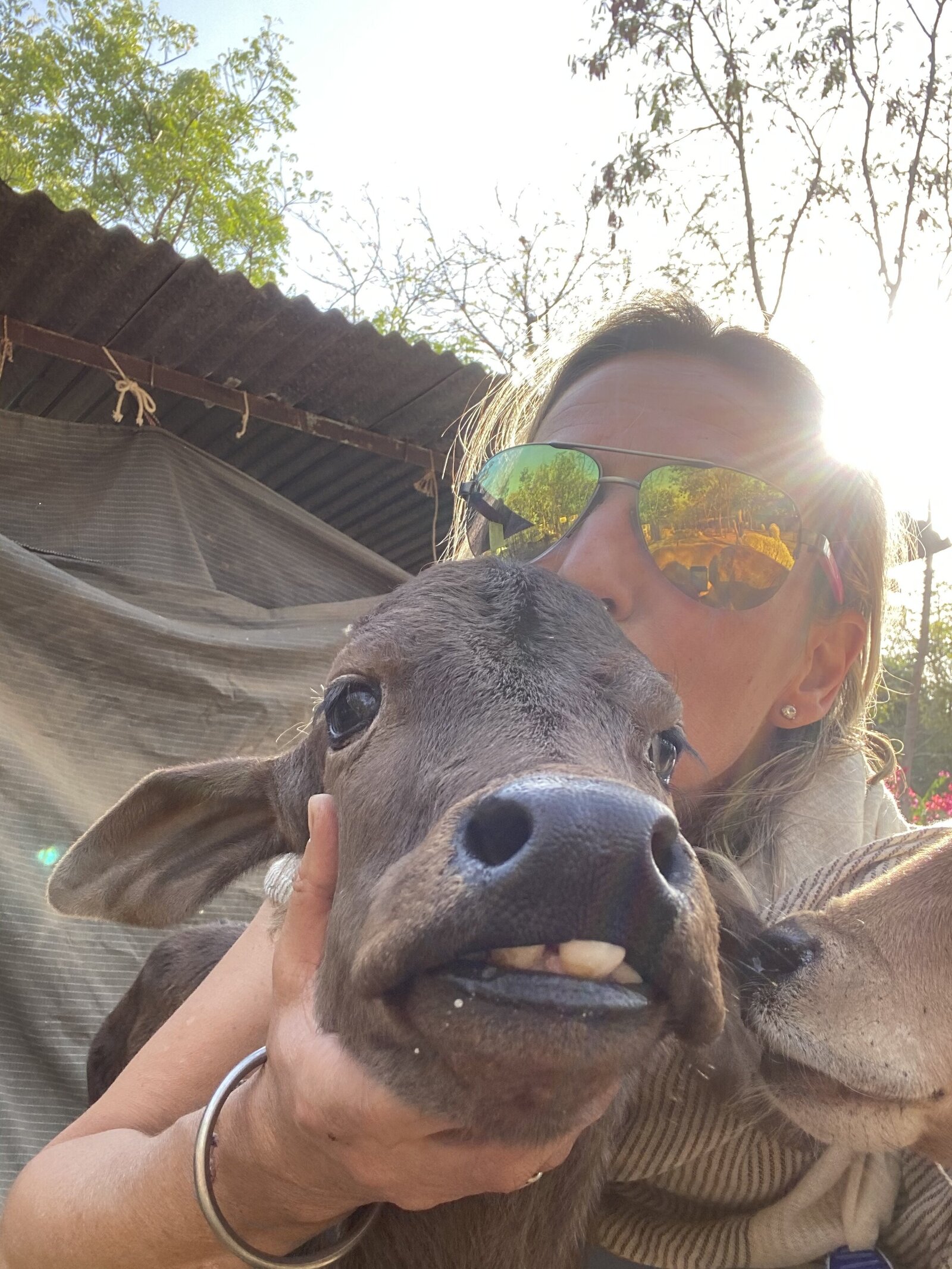 Calf rescue center - India