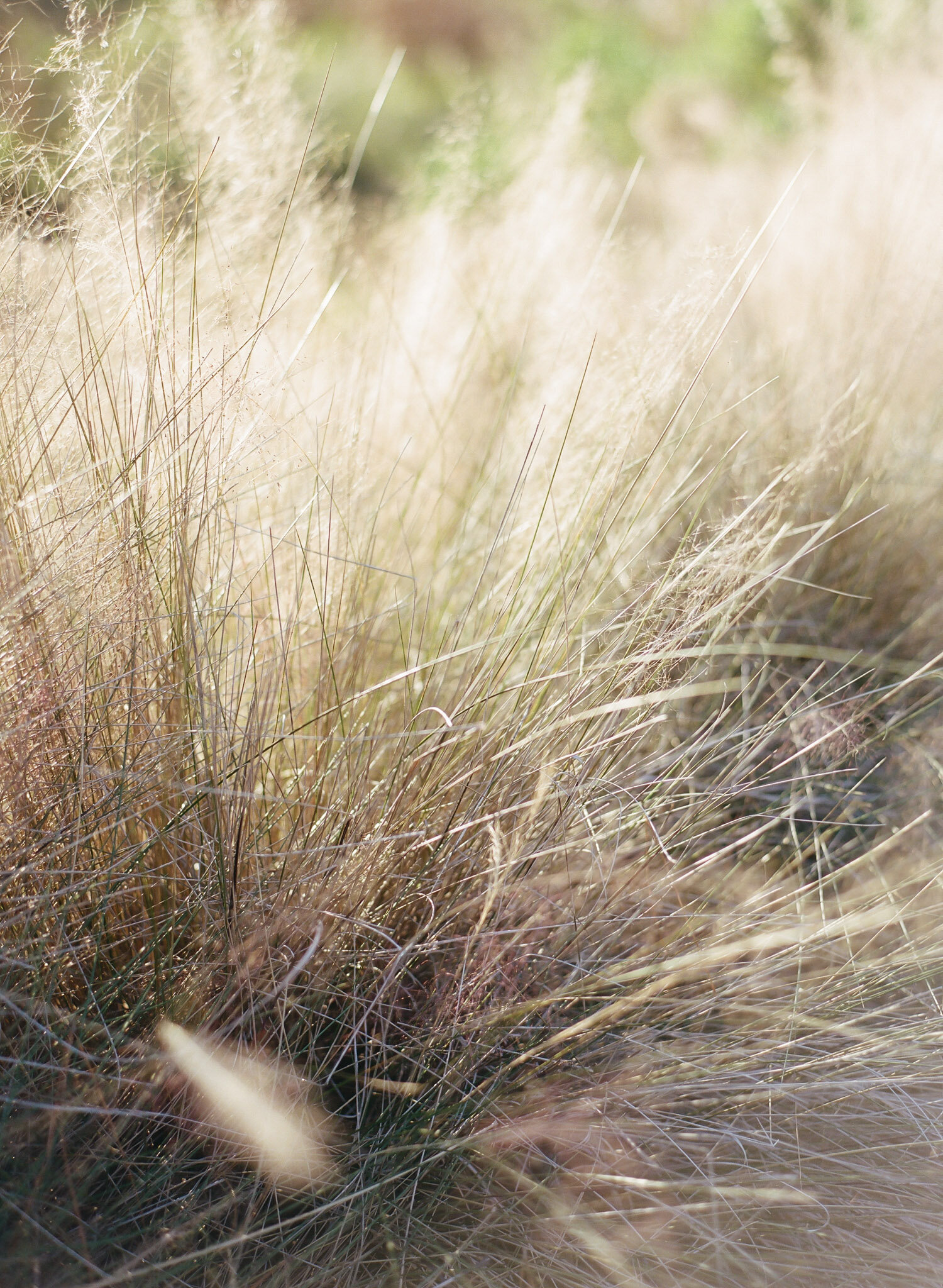 Kiawah-Island-Engagement-Photographer-9